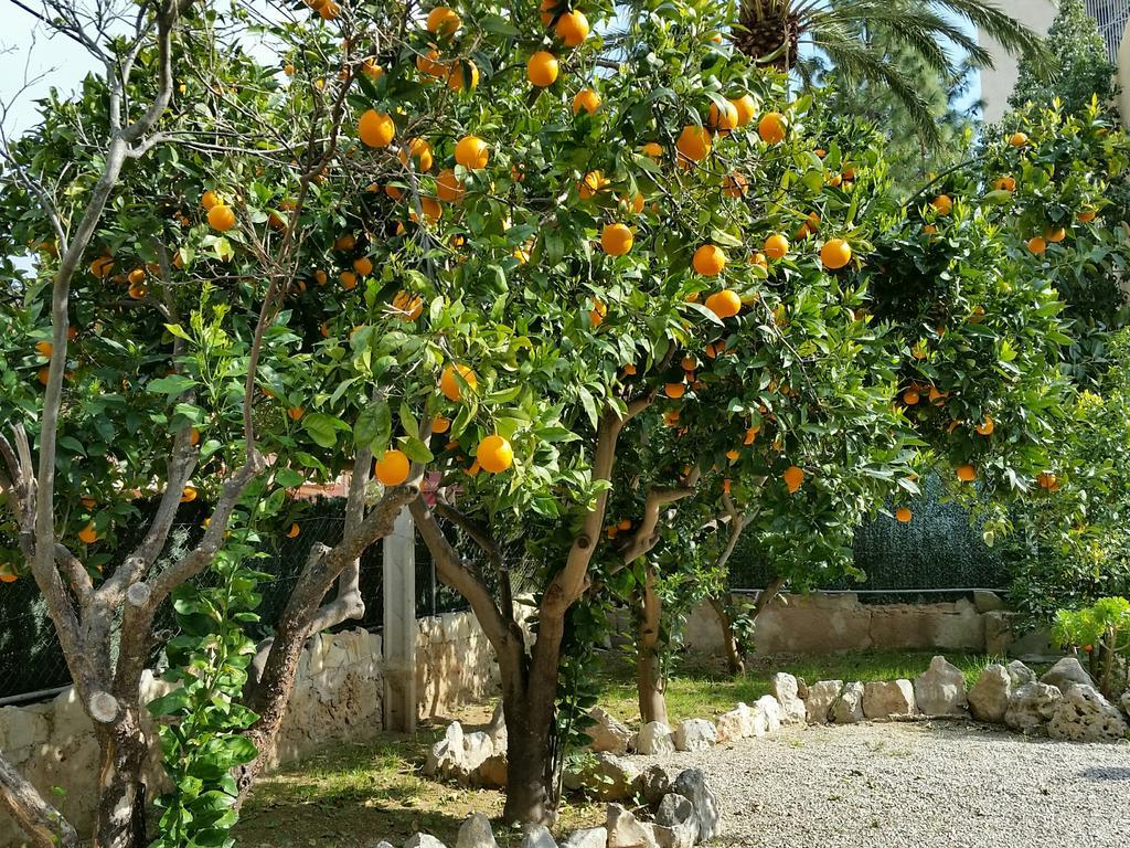 Flor Amistad Παγκουέρα Εξωτερικό φωτογραφία